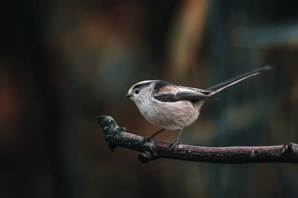 Horst, ter Gert: Perching long-tailed tit
