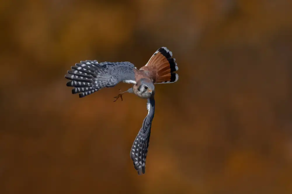 Wang, Max: American Kestrel 2