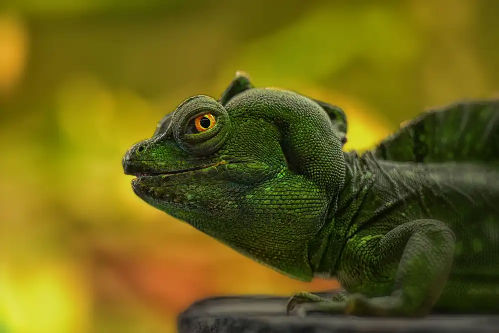 Tsikiridis, Georgios: crested lizard greens
