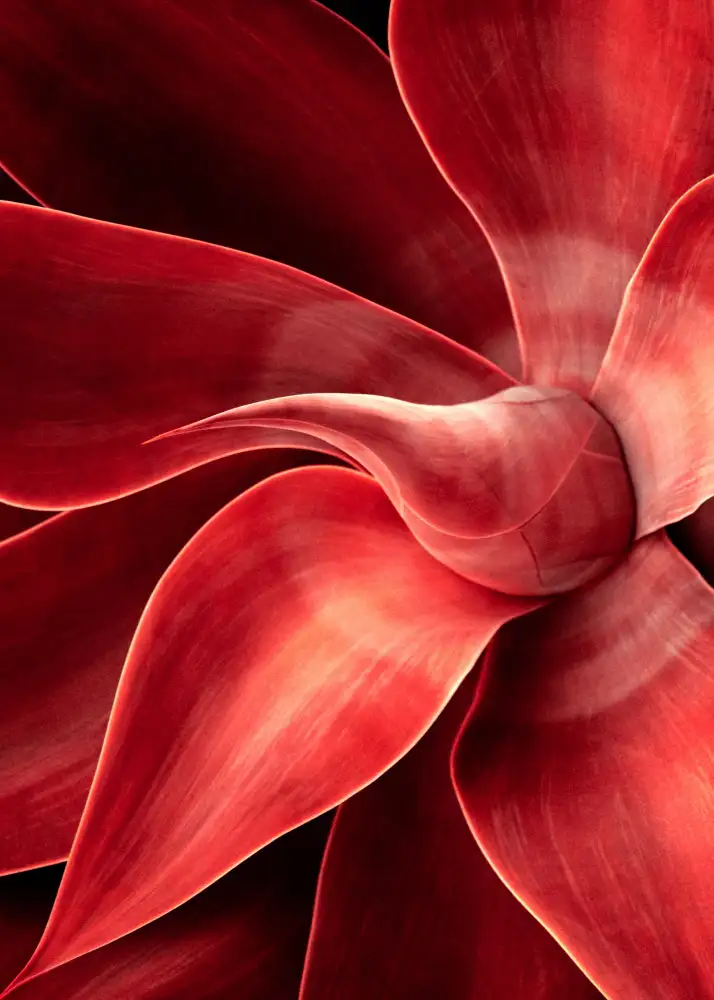 Wechsler, Robin: Tonos de rojo