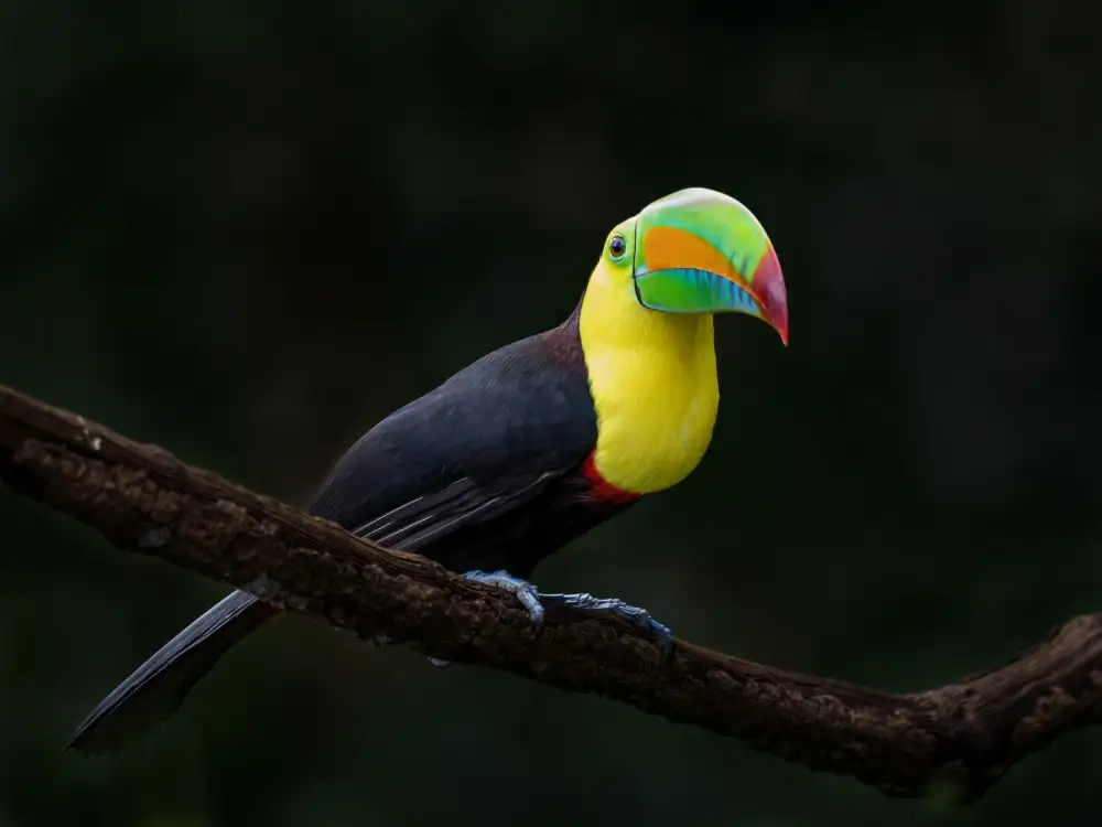 Zhang, Xiaohong: Tucano dal becco a chiglia