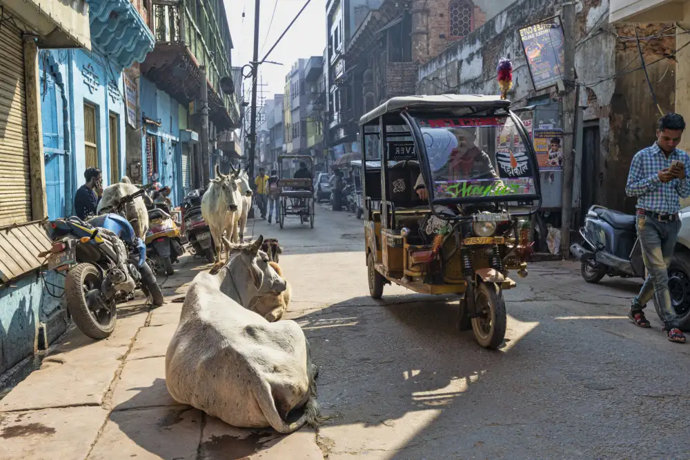Wiener, Iris: vita di strada a Mathura