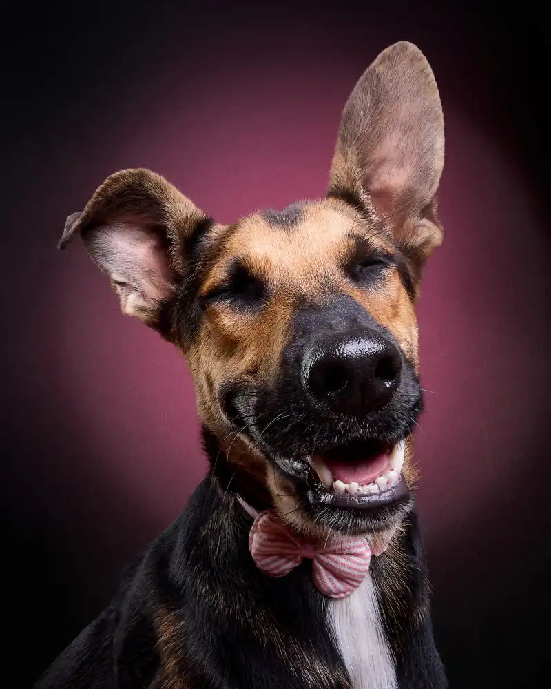 Puerto, del Javier: smile dog