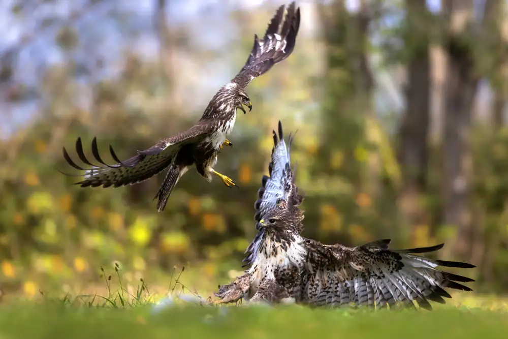 Redaelli, Marco: Buzzard vs buzzard