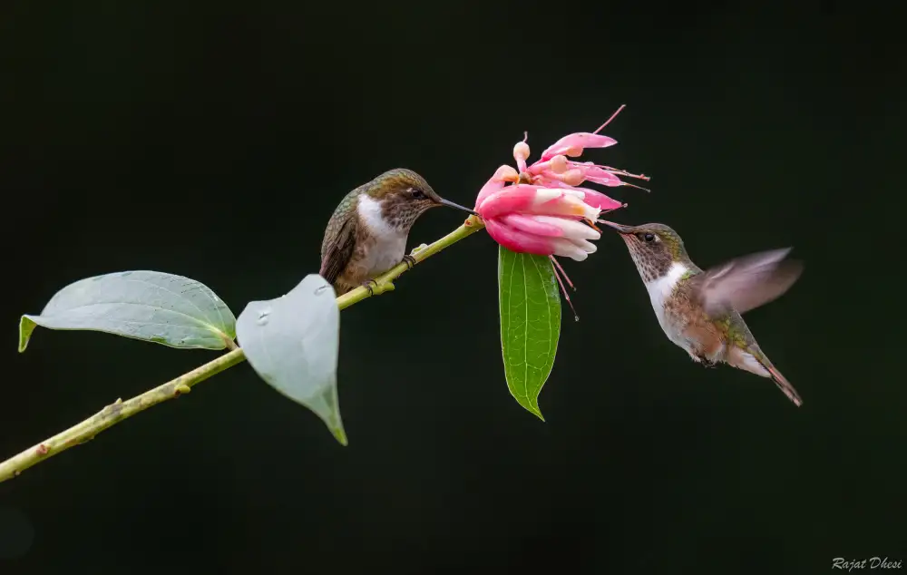 Dhesi, Rajat: Colibrì