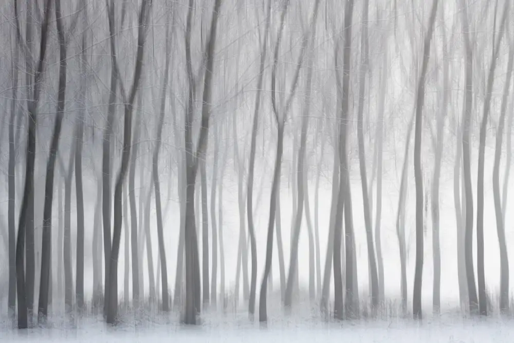 Galimberti, Marco: Des arbres
