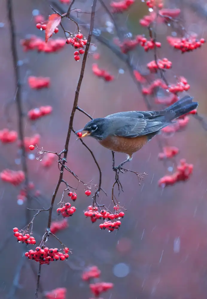 Huang, Johnson: Robin in rain