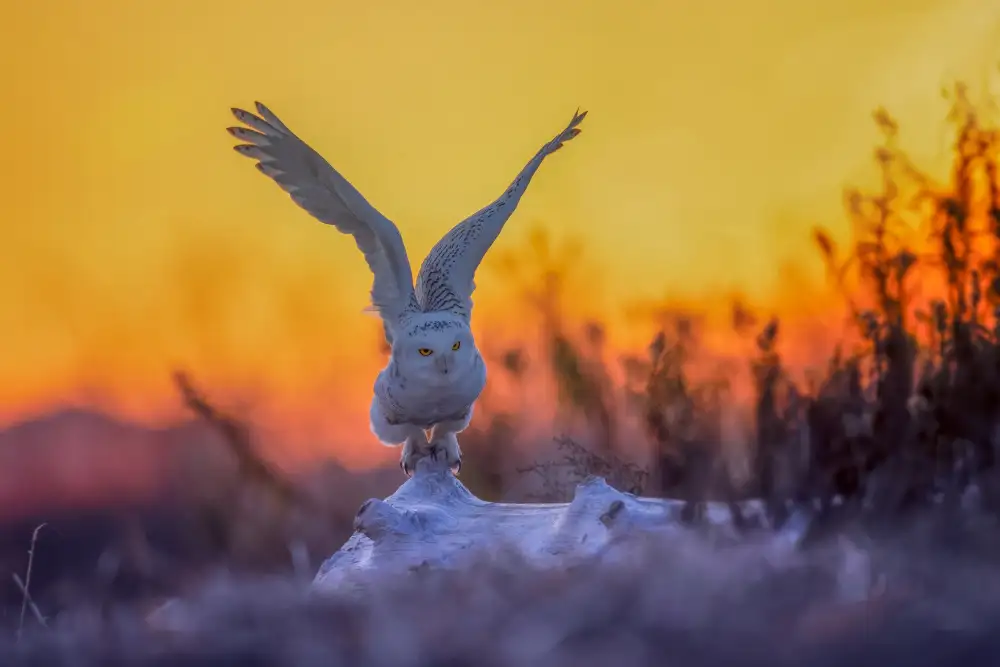 Wang, Max: Taking Off at Sunrise
