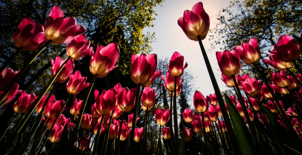 Kortan, Merthan: Rote Tulpen...