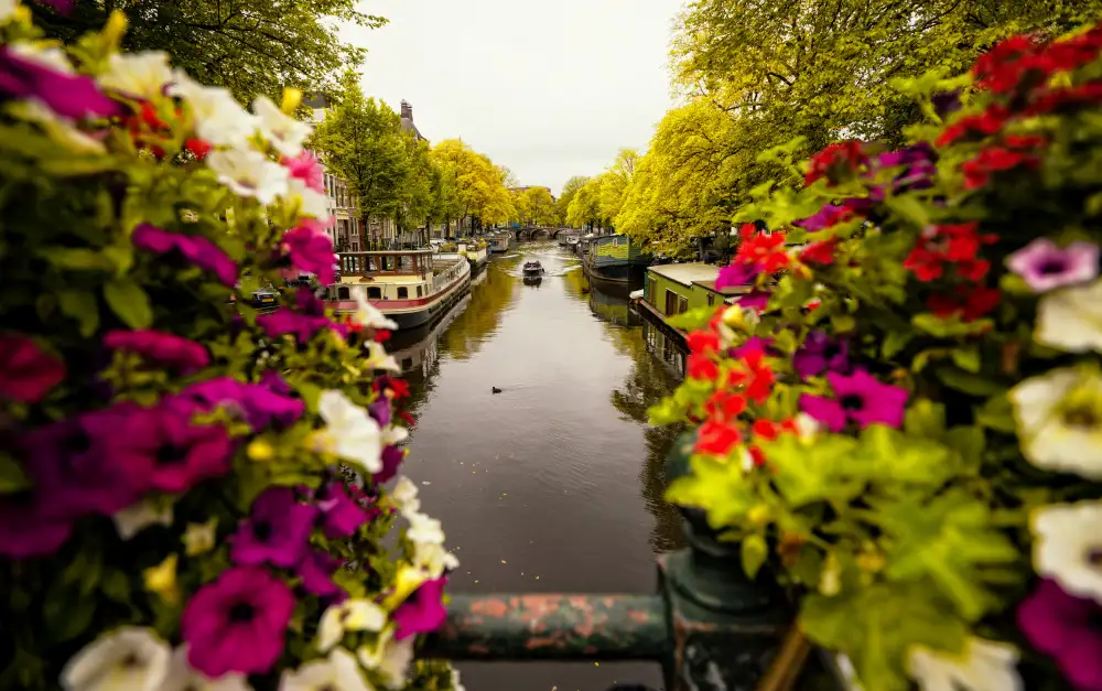 Kortan, Merthan: Blumen in Amsterdam