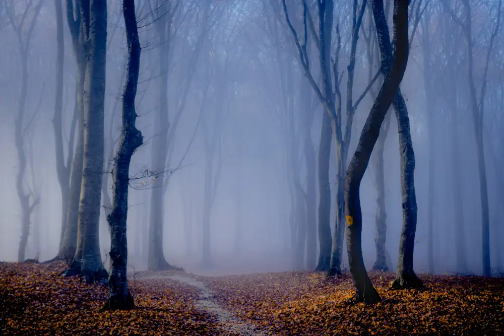 Oprea, Vio: Fog in the forest