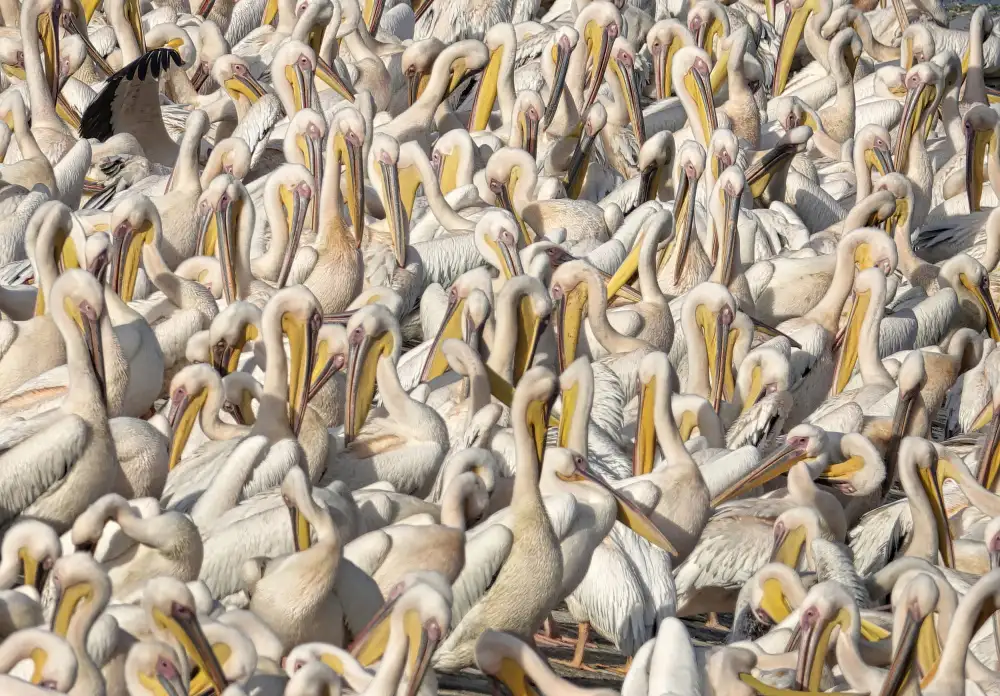 Gross, Benny: Pelican conference