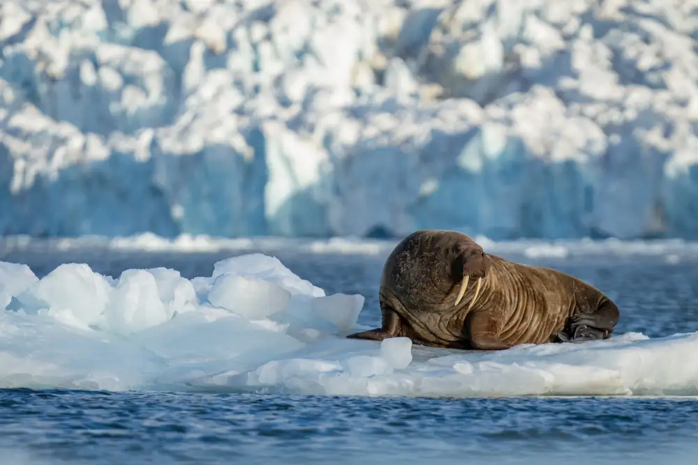 Chawla, Shobhit: Svalbard.. Mr Walrus sul trono di ghiaccio..