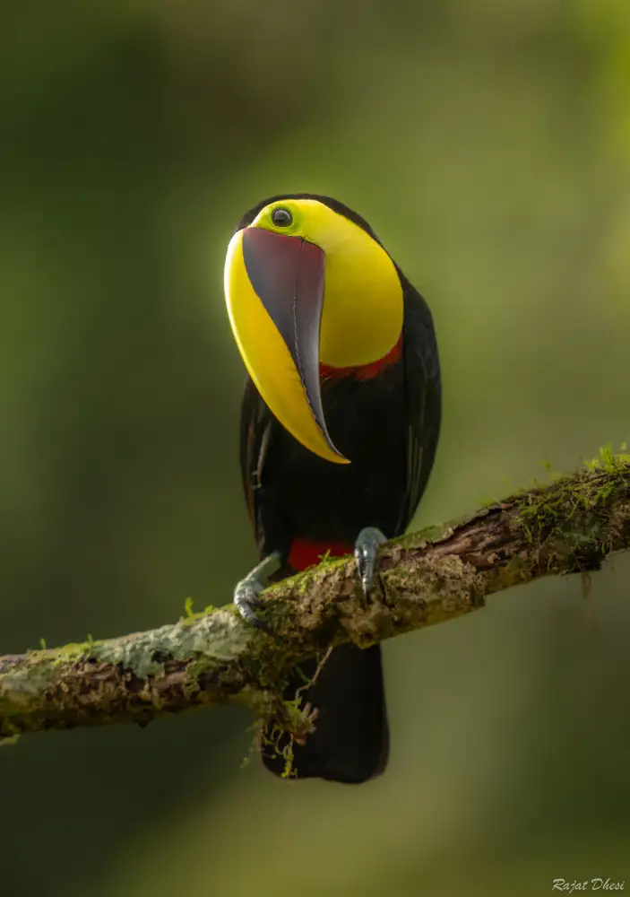 Dhesi, Rajat: Tucano mandibolato di castagna