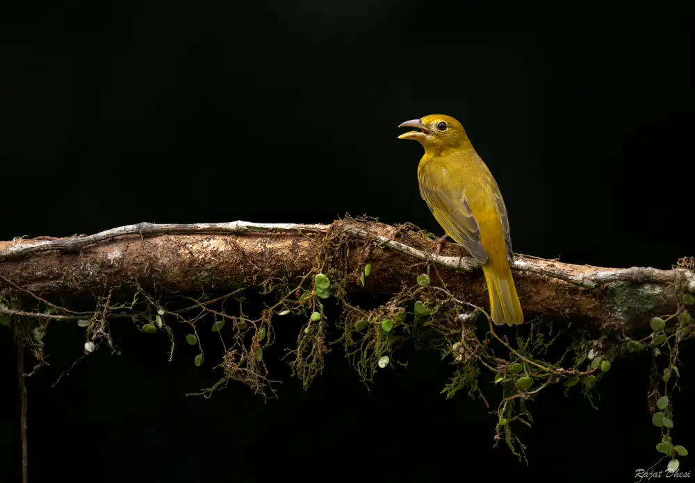 Dhesi, Rajat: Tanager estivo