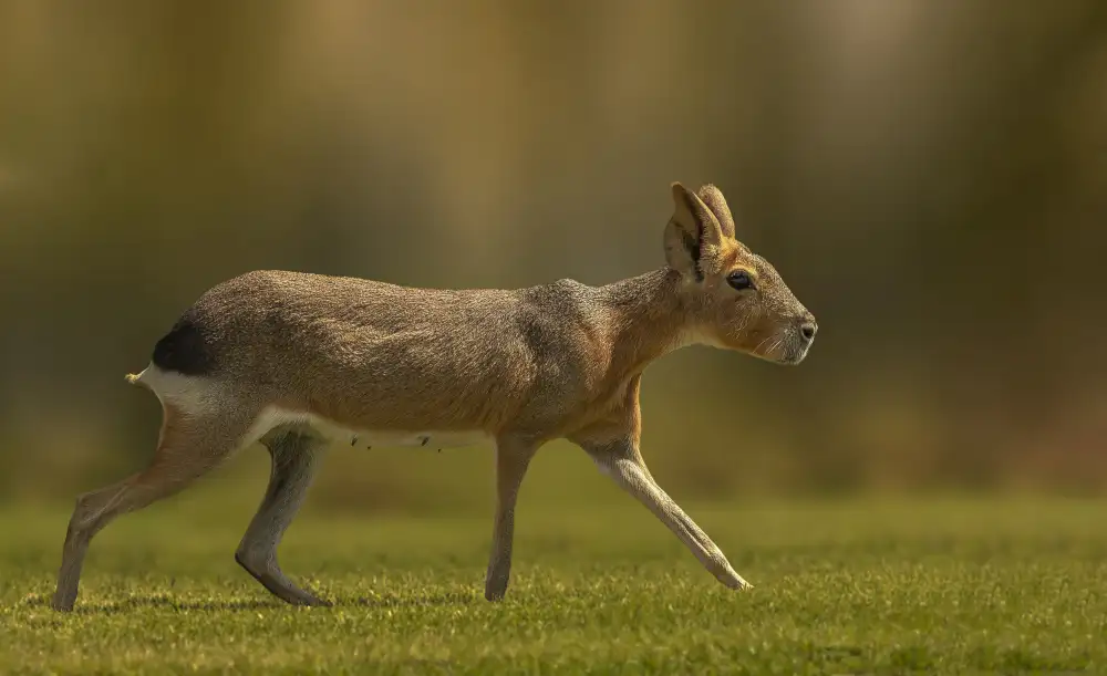 Ismail, Mohamed: Patagonian mara