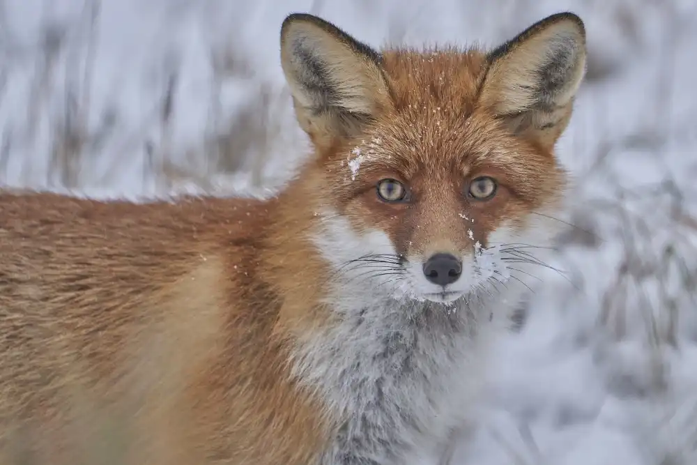 Puum, Mati: Renard rouge.
