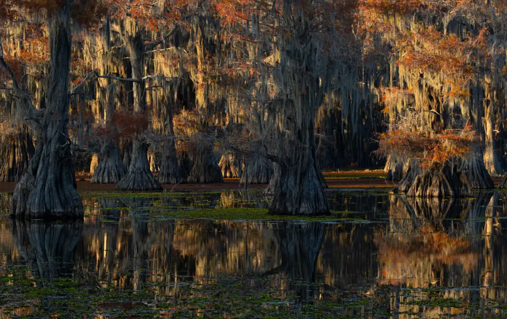 Huang, Johnson: caddo lake