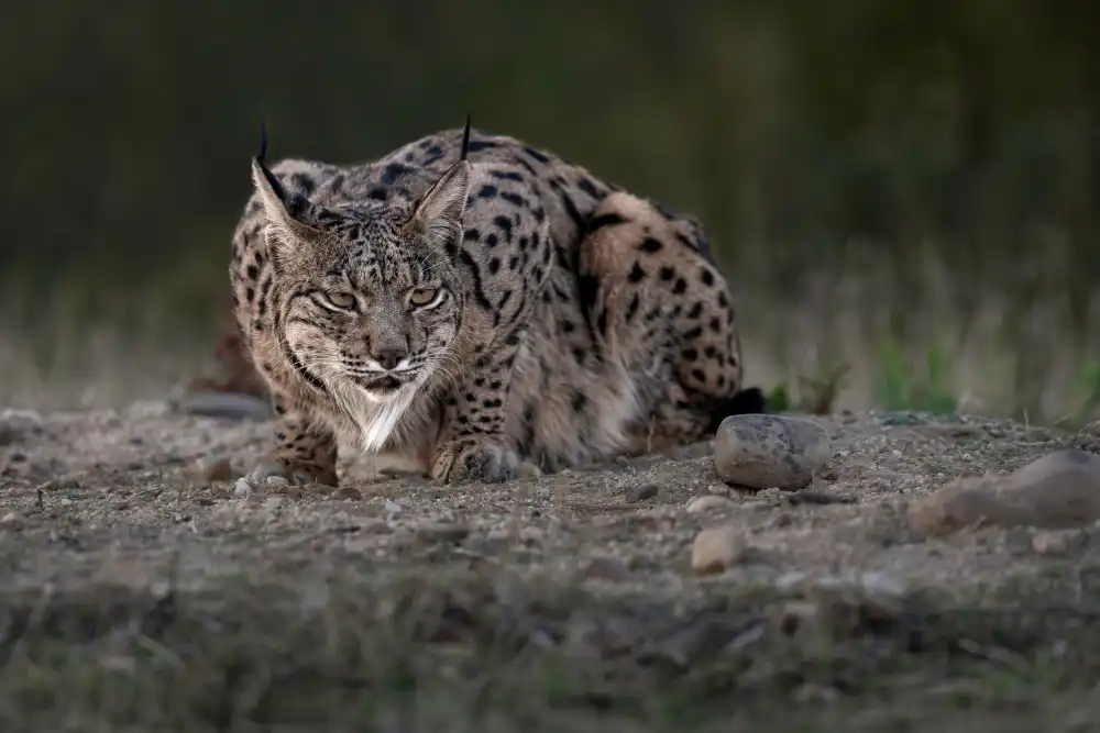 Helsen, Eddy: Iberian Lynx