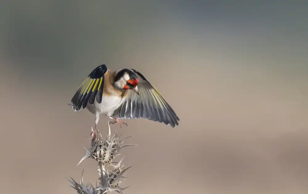 Tadmor, Carmel: Goldfinch landing