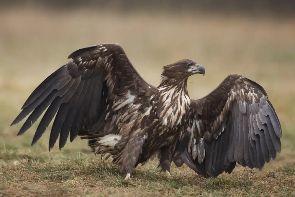 Manusevich, David: Aquila dalla coda bianca