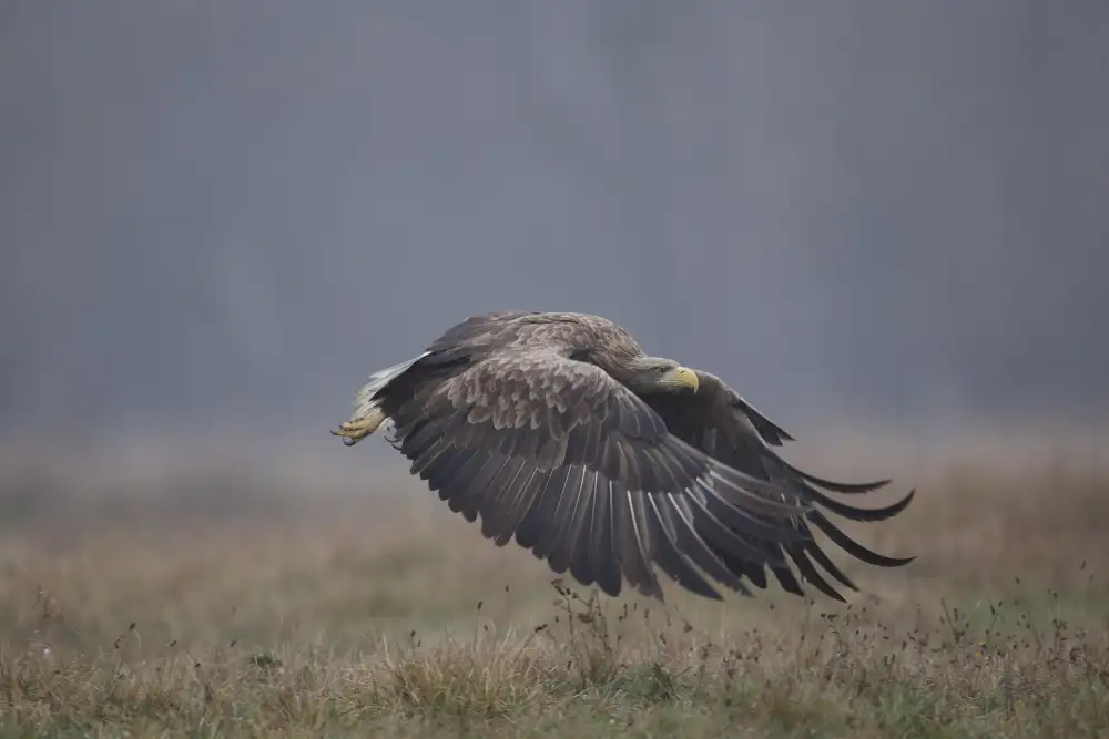 Manusevich, David: Aquila dalla coda bianca