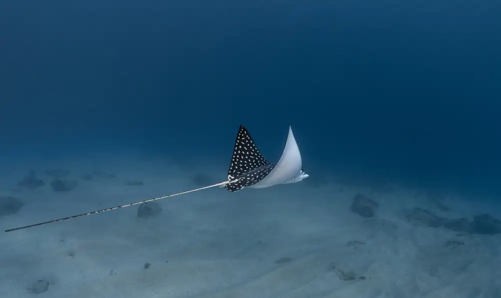 Lu, Jennifer: Spotted Eagle Ray