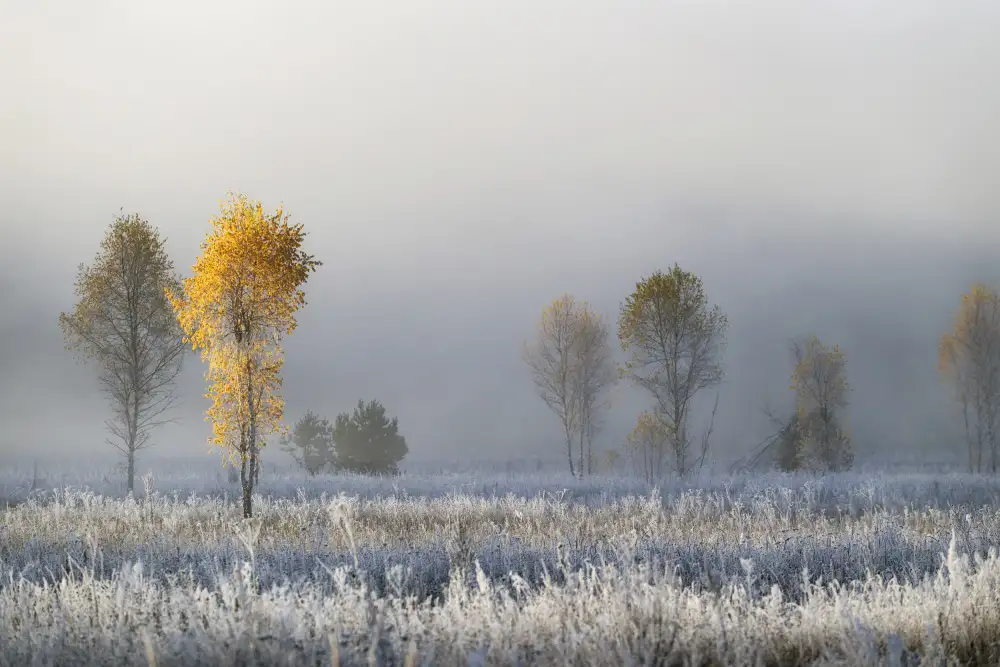 Doronin, Dmitry: Betulle congelate