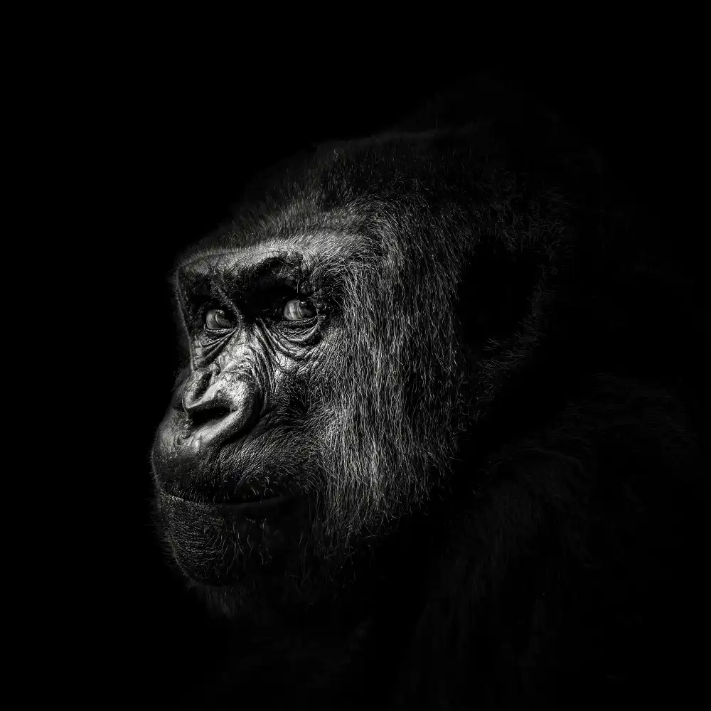 Meermann, Christian: Gorilla