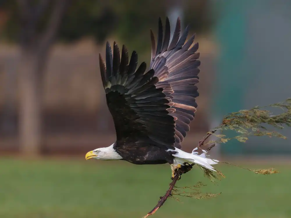 (吉星高照), Taksing: bald eagle