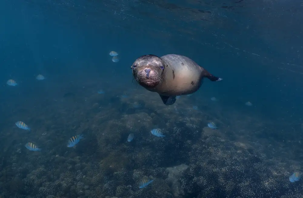 Lu, Jennifer: Sleepy ... (Sea lion puppy)