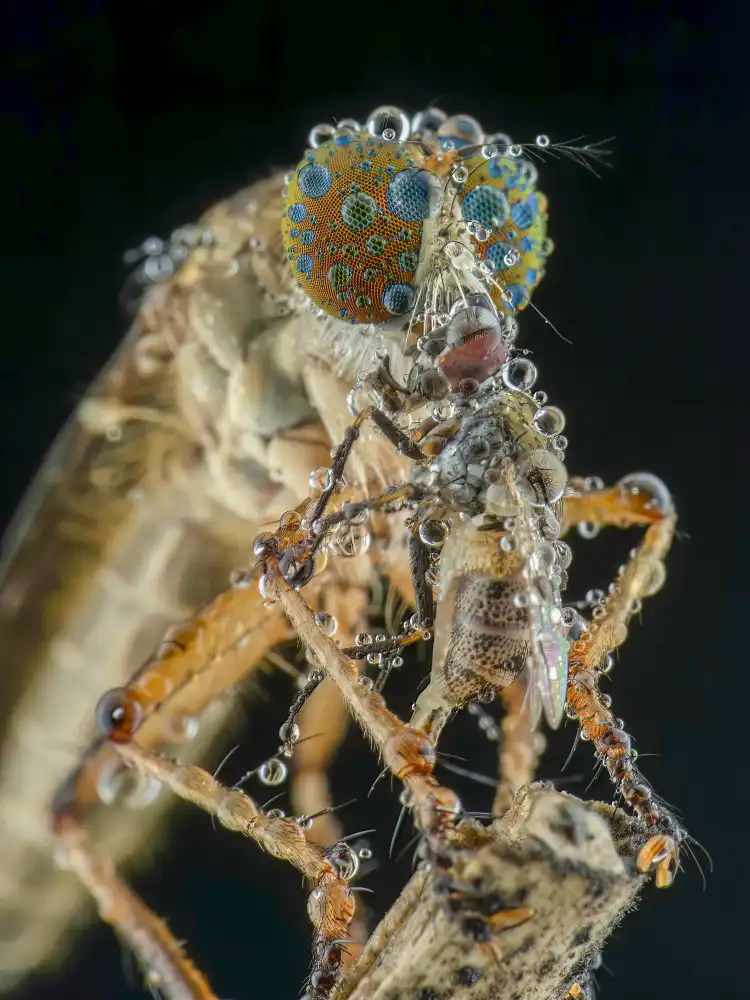 Setiadi, Ajar: robberfly and prey