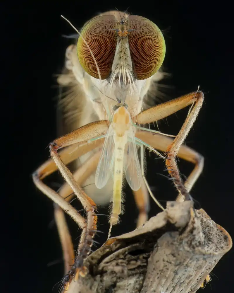 Setiadi, Ajar: robberfly and prey