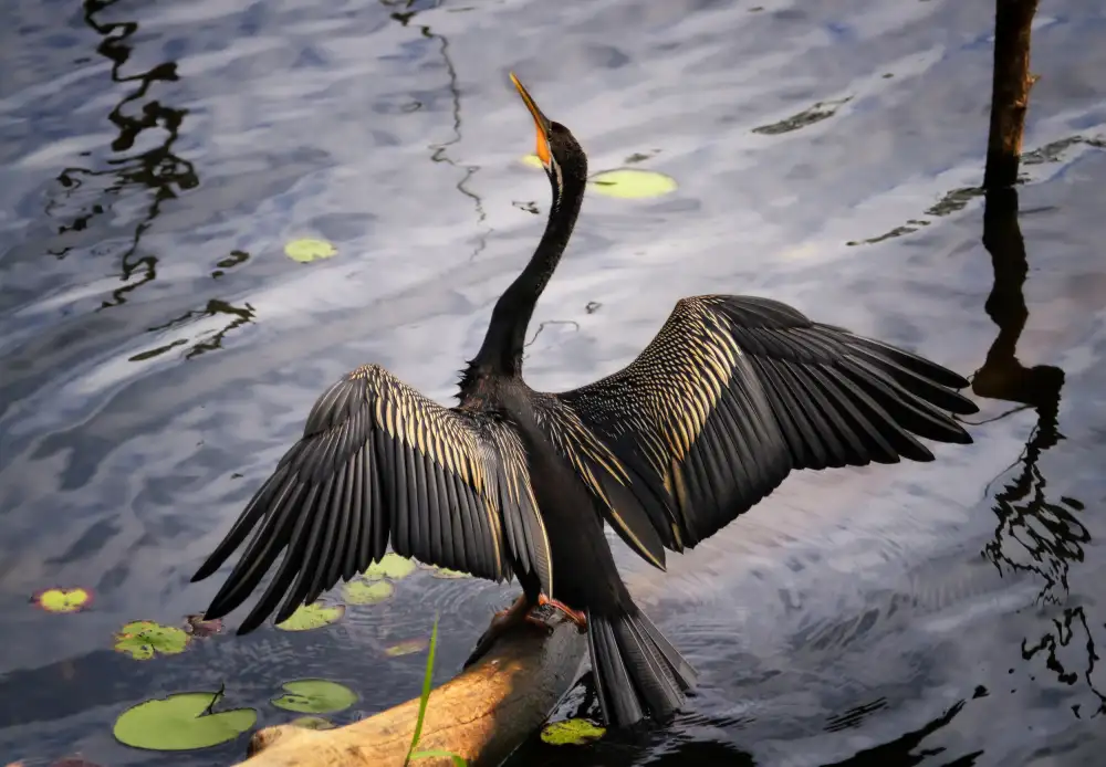 Heg, Zina: Australasian darter