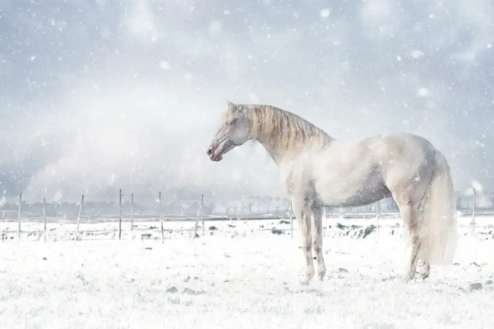 Weerink, Celine: Let it snow...