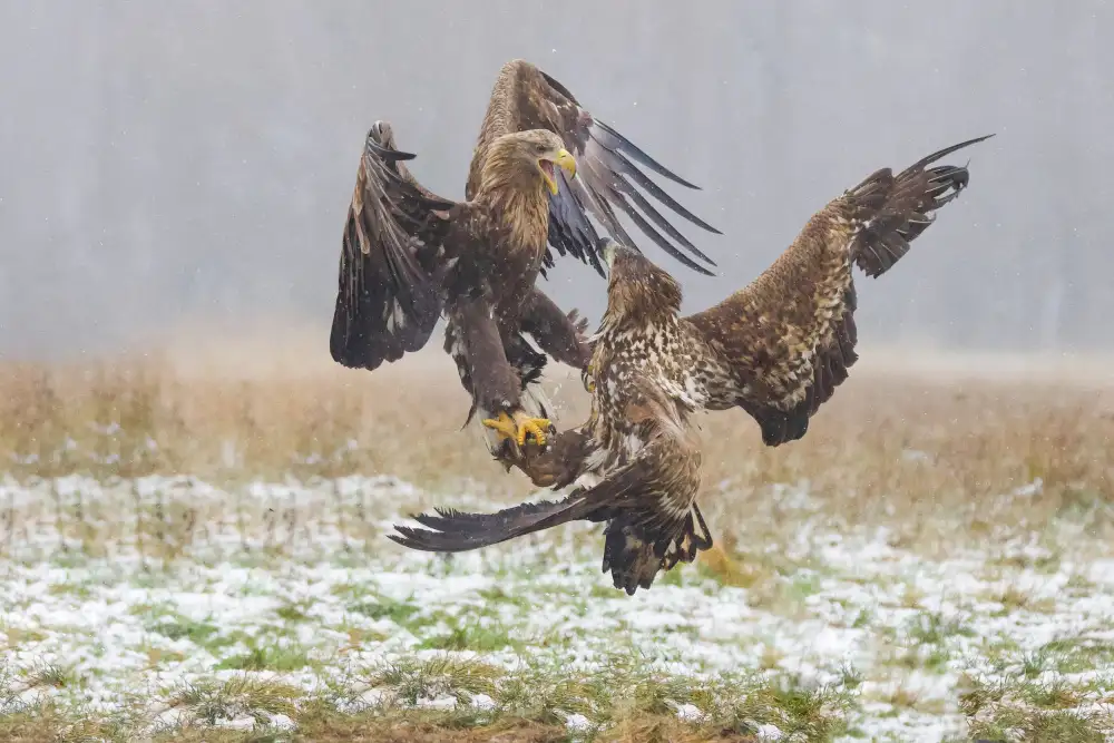 Manusevich, David: Combats d'aigles