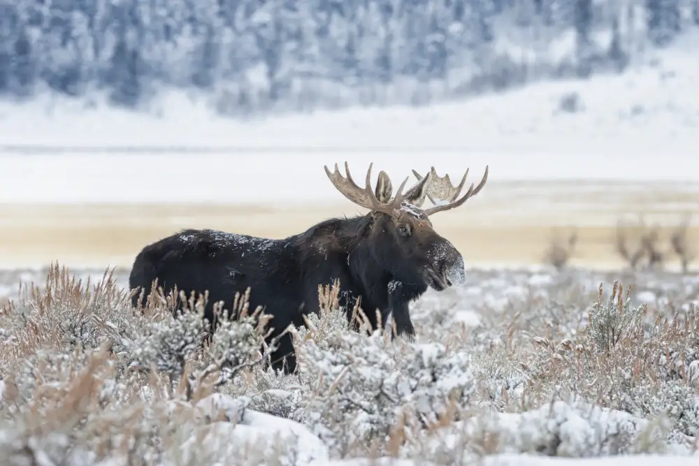 Wang, Max: Moose