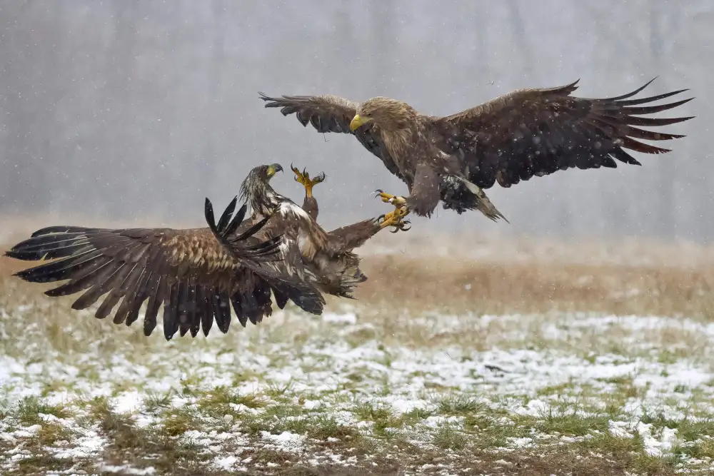 Manusevich, David: Combats d'aigles