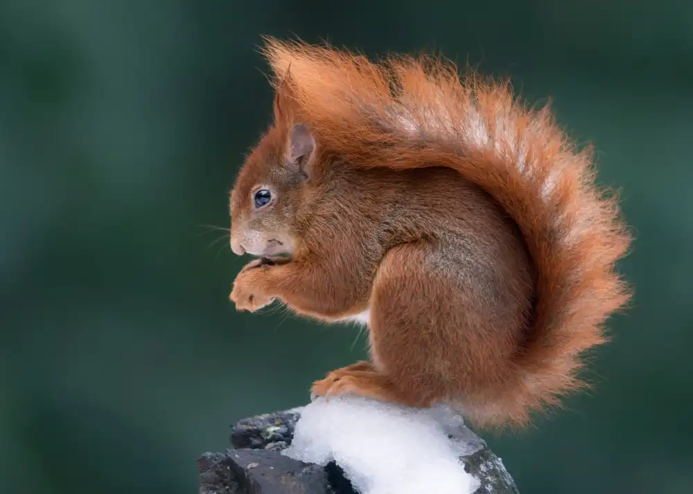 Helsen, Eddy: Winter Squirrel