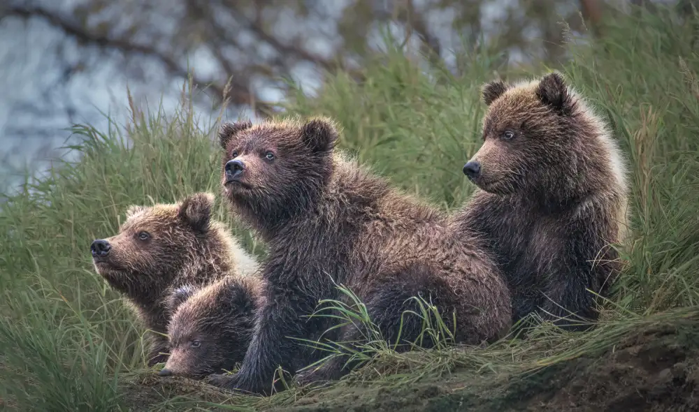 Wei, and Siyu: Quatre oursons en attente