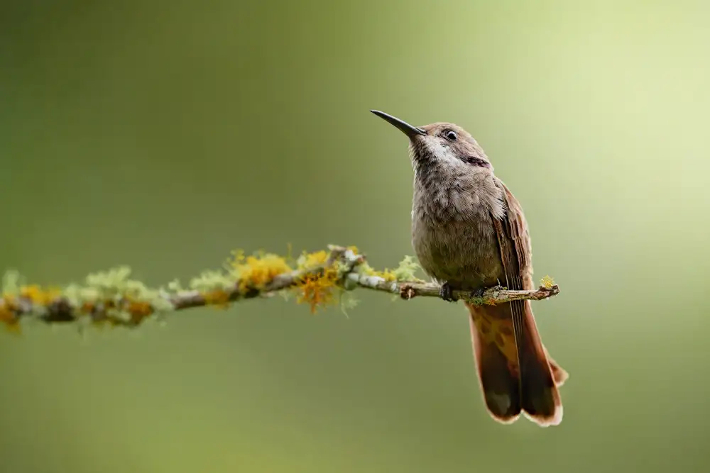 Acevedo, Pérez Lisandro: Colibri delphinae