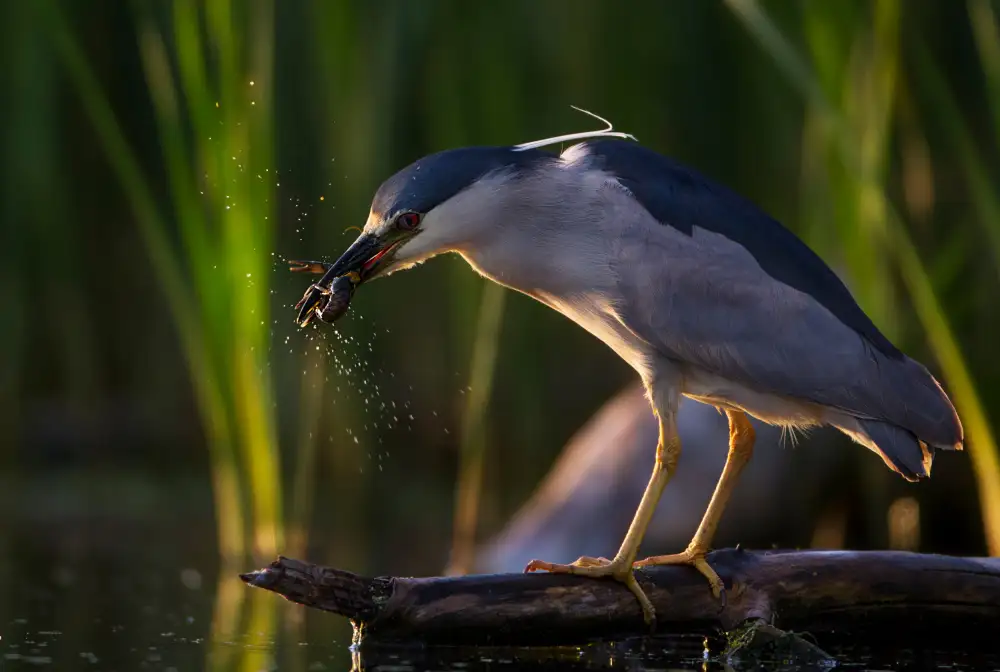 Verdon: Kriechfisch geworfen