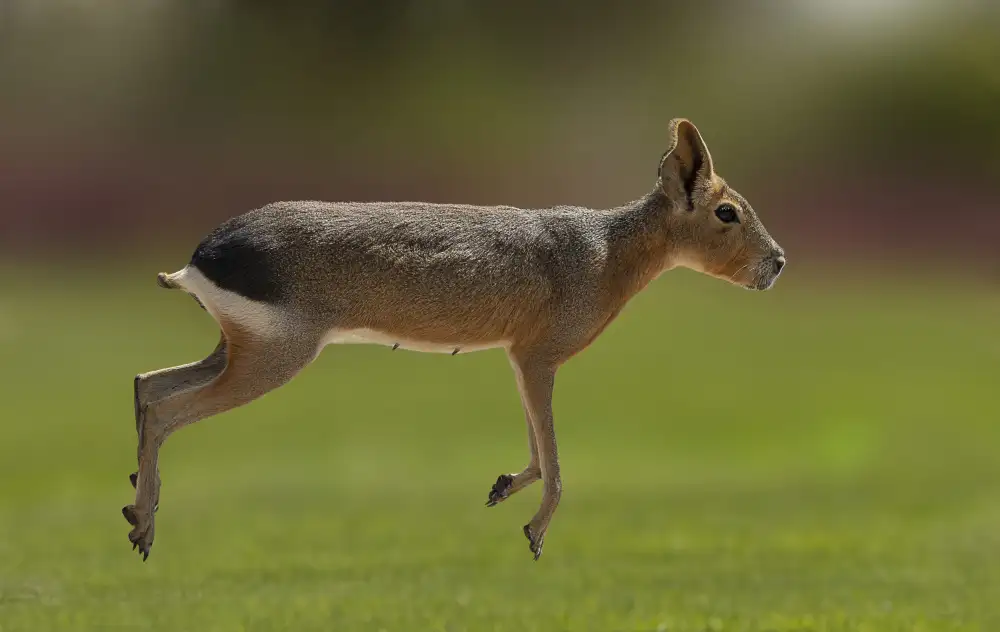 Ismail, Mohamed: Patagonian mara