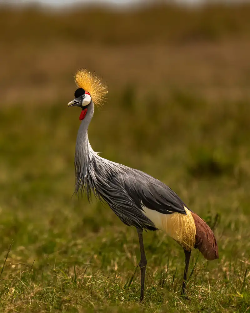 Bhatia, Yogesh: La Couronne