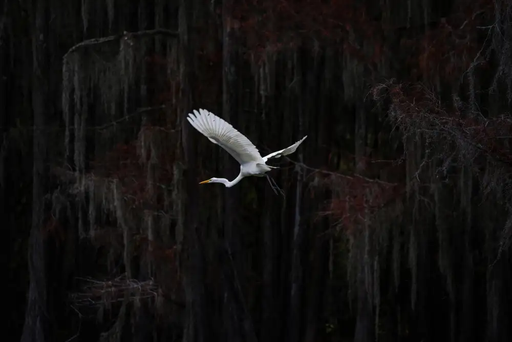 Xiao, Hanping: Orario dello spettacolo