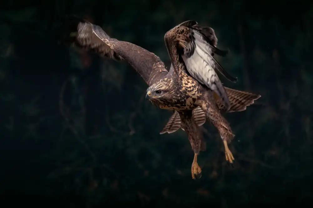 Horst, ter Gert: Coming out of the forest