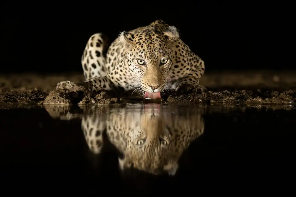 Raga, Gil Joan: Leopard trinkt