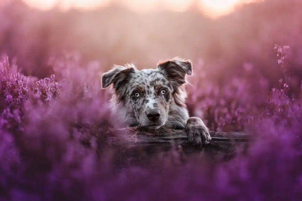 Shandor, Ve: Tired puppy