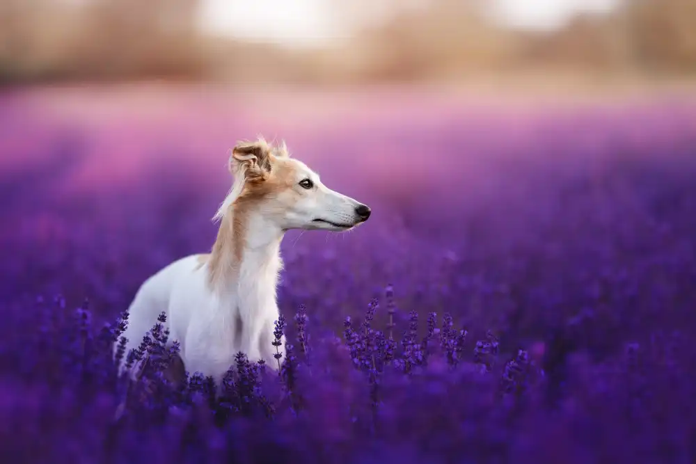 Shandor, Ve: Purple sea