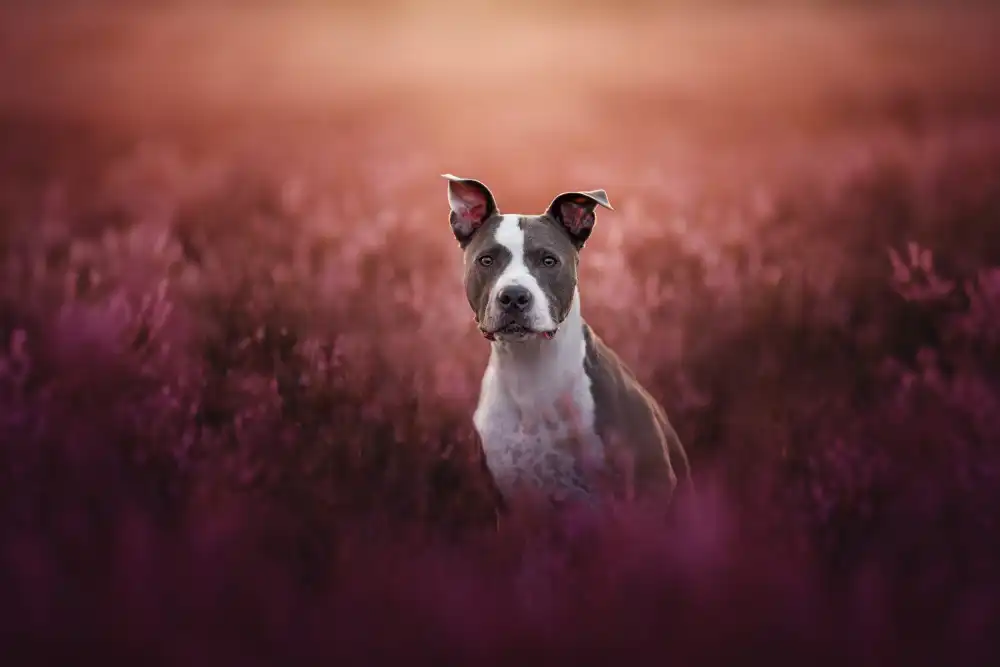 Shandor, Ve: Ears Up